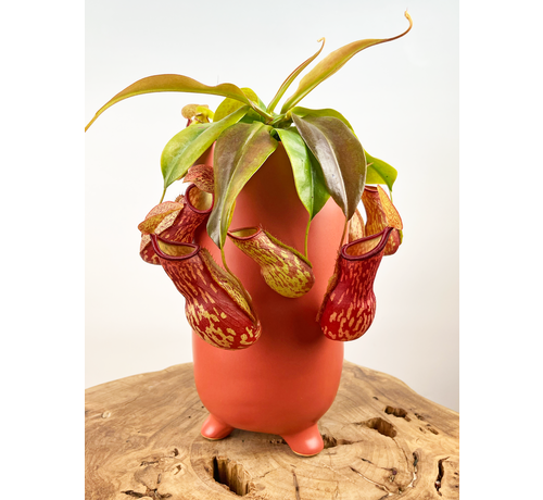 Uitverkocht - Pot Ferdinand 'Matt Red' | ⌀13x25cm