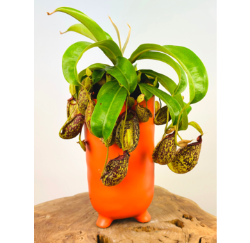 Maceta Ferdinand 'Naranja Mate' | ⌀13x25cm