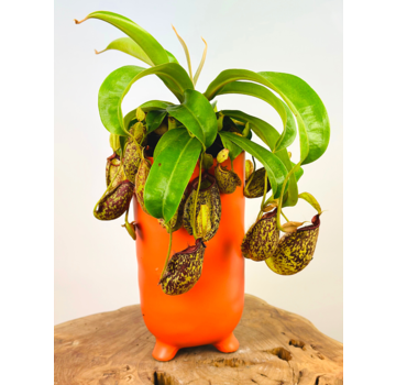 Plant pot "Ferdinand" - Matt Orange | ⌀13x25cm