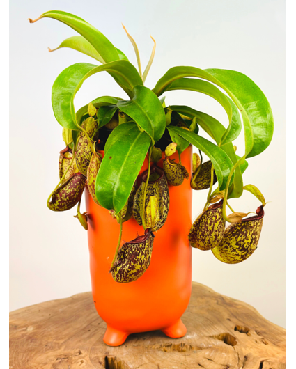 Plant pot "Ferdinand" - Matt Orange | ⌀13x25cm