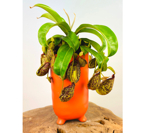 Pflanzentopf "Ferdinand" - Matt Orange | ⌀13x25cm