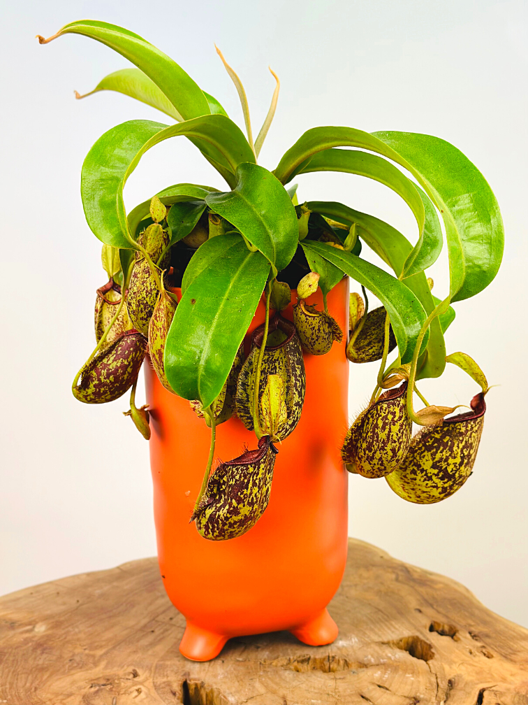 Plant pot "Ferdinand" - Matt Orange | ⌀13x25cm