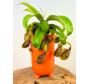 Maceta "Ferdinand" - Naranja Mate | ⌀13x25cm