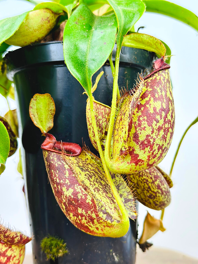 Tropical pitcher plant "Hookeriana" - large | ø 12 cm x ↕ 25 cm
