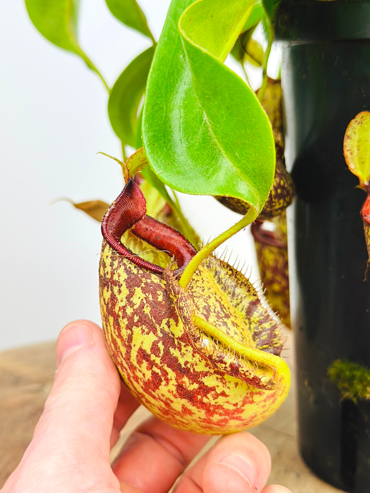 Nepenthes "Hookeriana" - grande | ø 12 cm x ↕ 25 cm