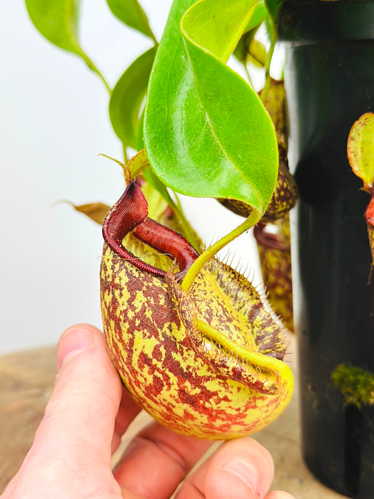 Tropical pitcher plant "Hookeriana" - large | ø 12 cm x ↕ 25 cm