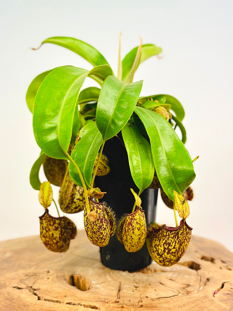 Planta de jarra tropical "Hookeriana" - grande | ø 12 cm x ↕ 25 cm