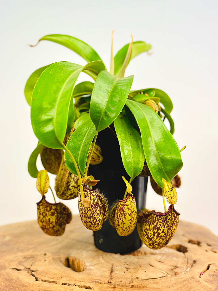 Tropical pitcher plant "Hookeriana" - large | ø 12 cm x ↕ 25 cm