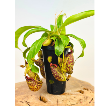 Pianta brocca tropicale "Hookeriana" - grande | ø 12 cm x ↕ 25 cm