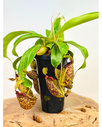 Pianta brocca tropicale "Hookeriana" - grande | ø 12 cm x ↕ 25 cm