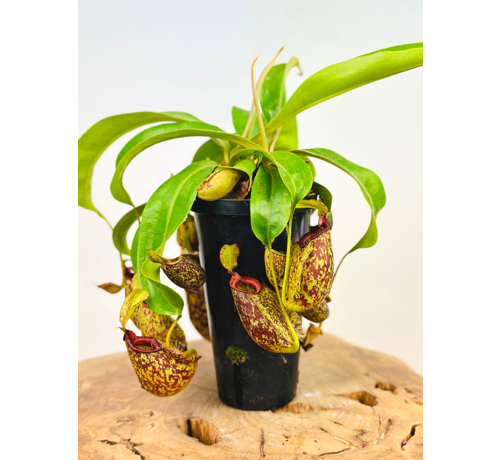 Tropical pitcher plant 'Hookeriana' - large