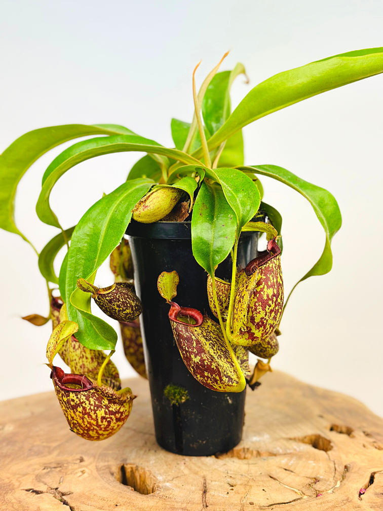 Tropical pitcher plant "Hookeriana" - large | ø 12 cm x ↕ 25 cm