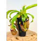 Tropical pitcher plant 'Hookeriana' - large