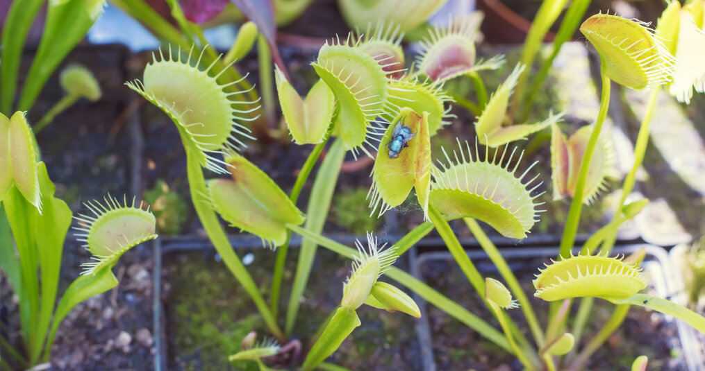 How does a Venus flytrap work?