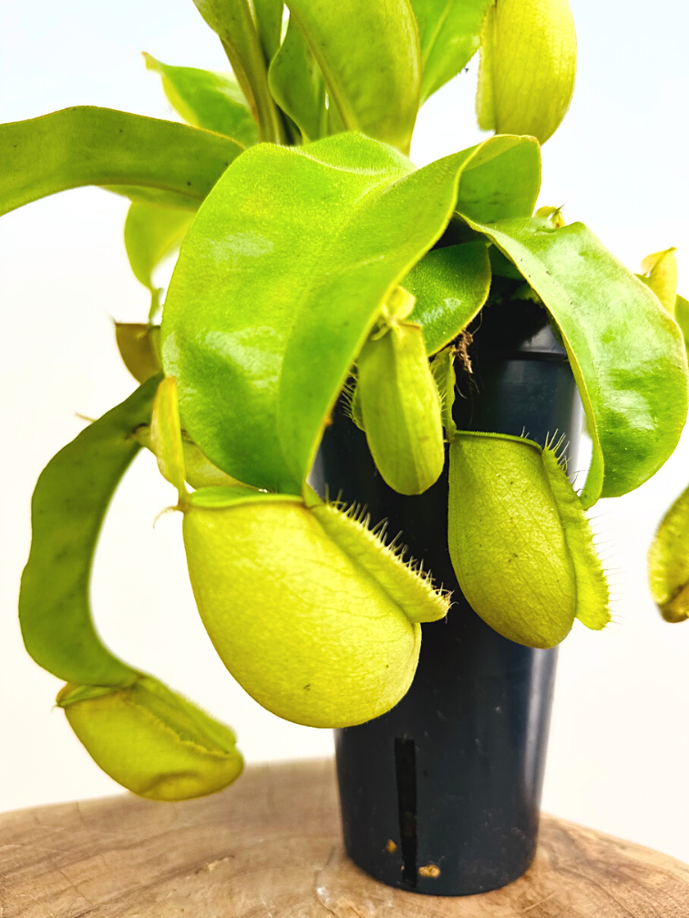 Pitcher plant 'Ampullaria hybrid' - large
