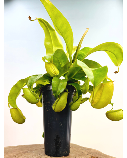 Becherpflanze 'Ampullaria hybrid' - groß