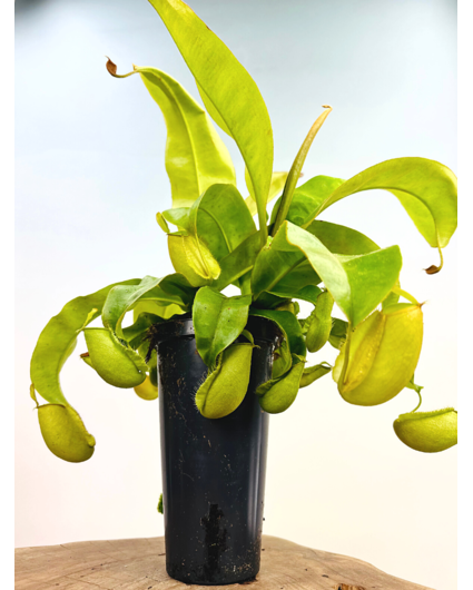 Planta de copa "Ampullaria hybride" - grande | ø 12 cm x ↕ 25 cm