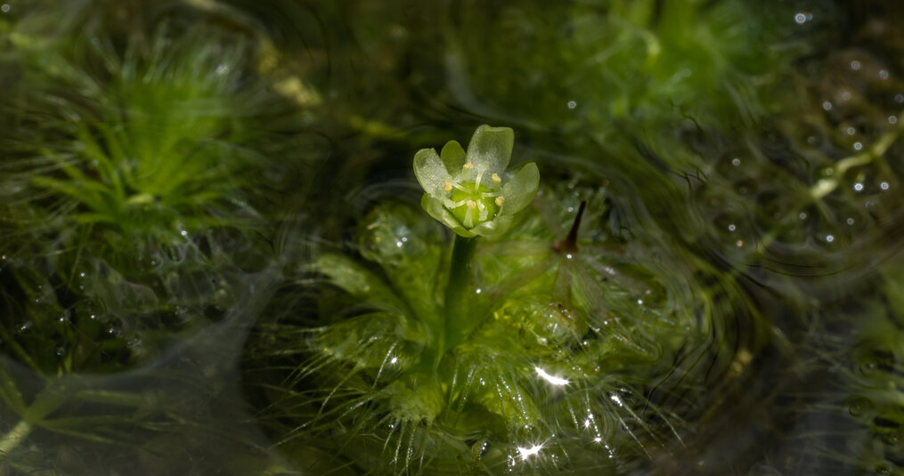 Are there vegetarian carnivorous plants?