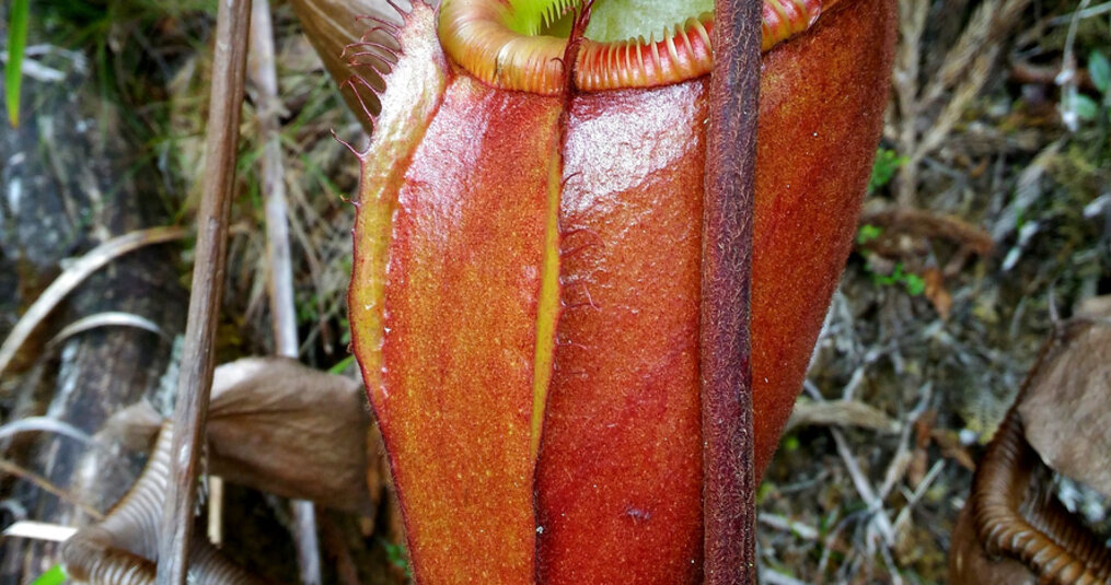 What is the largest carnivorous plant?