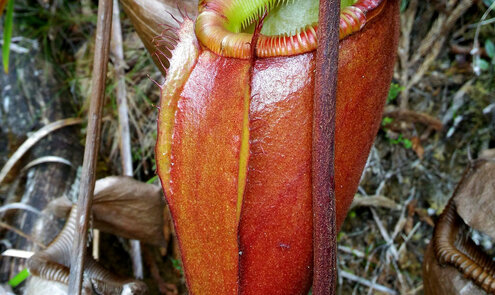 Quelle est la plus grande plante carnivore ?