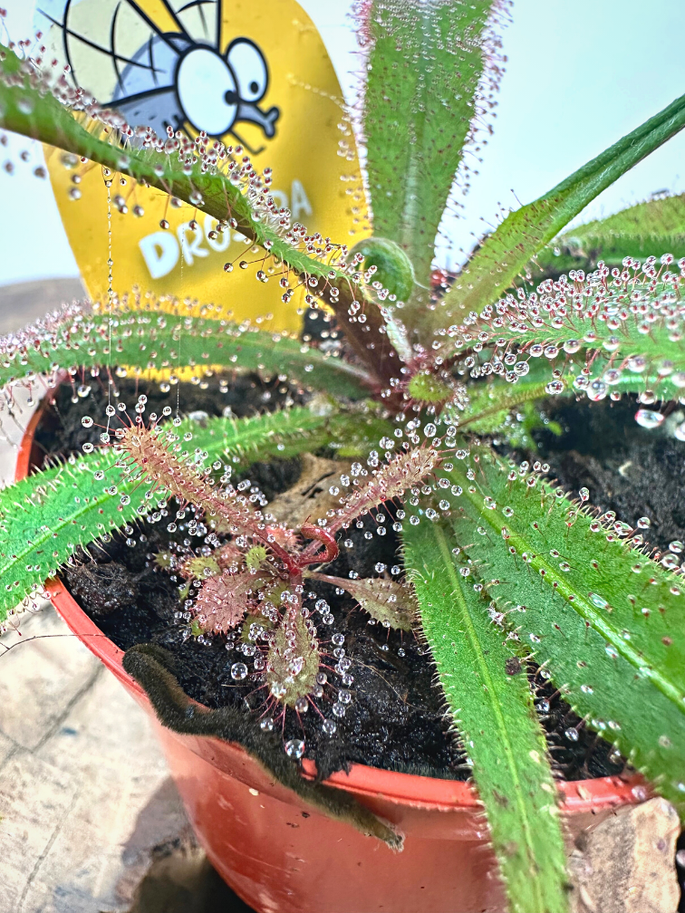 Drosera (Sileshår) "Adelae" | ø 8,5 cm x ↕ 10 cm