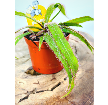 Drosera "Adelae" | ø 8,5 cm x ↕ 10 cm
