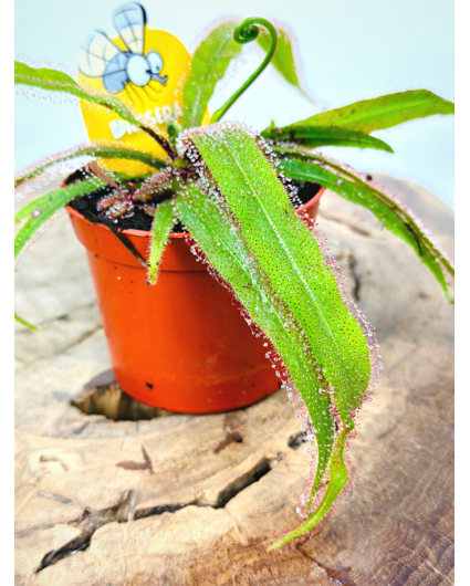 Drosera "Adelae" | ø 8,5 cm x ↕ 15-20 cm