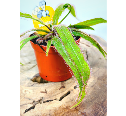 Drosera (Sileshår) "Adelae" | ø 8,5 cm x ↕ 10 cm