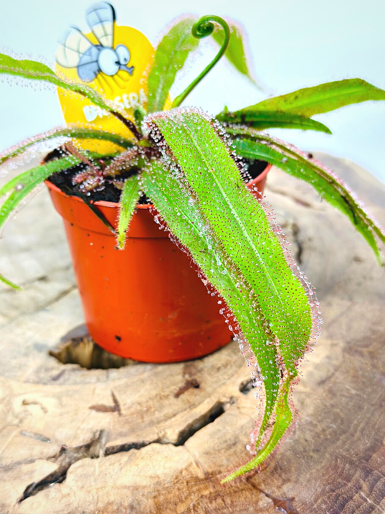 Drosera (Sileshår) "Adelae" | ø 8,5 cm x ↕ 10 cm