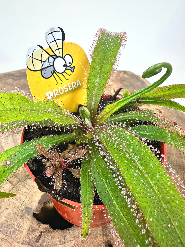 Drosera (Sileshår) "Adelae" | ø 8,5 cm x ↕ 10 cm