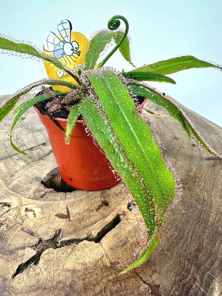 Drosera "Adelae" | ø 8,5 cm x ↕ 15-20 cm