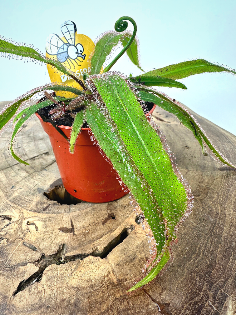 Drosera (Sileshår) "Adelae" | ø 8,5 cm x ↕ 10 cm