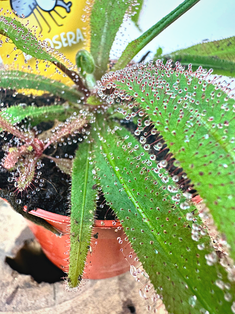 Drosera (Sileshår) "Adelae" | ø 8,5 cm x ↕ 10 cm