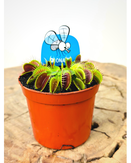 Venus flytrap "Flexx" | ø 8,5 cm x ↕ 10 cm