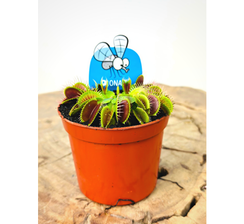 Venus flytrap "Flexx" | ø 8,5 cm x ↕ 10 cm