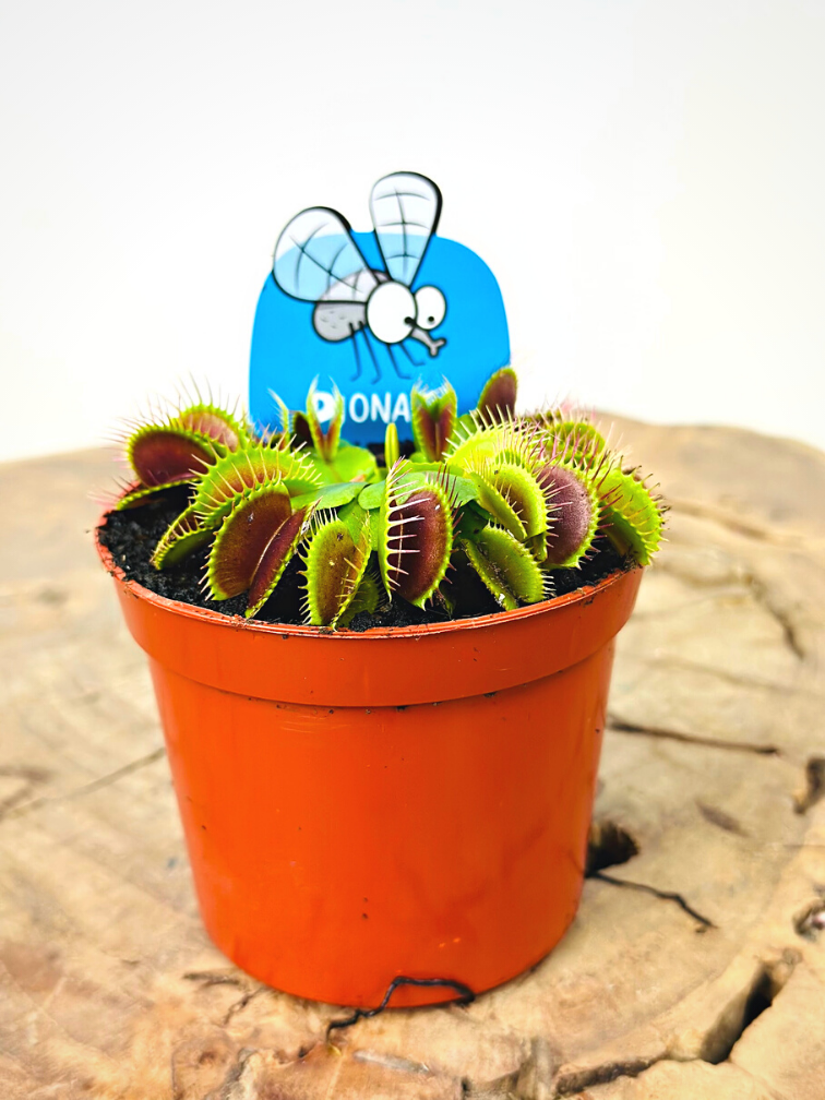 Venus flytrap "Flexx" | ø 8,5 cm x ↕ 10 cm