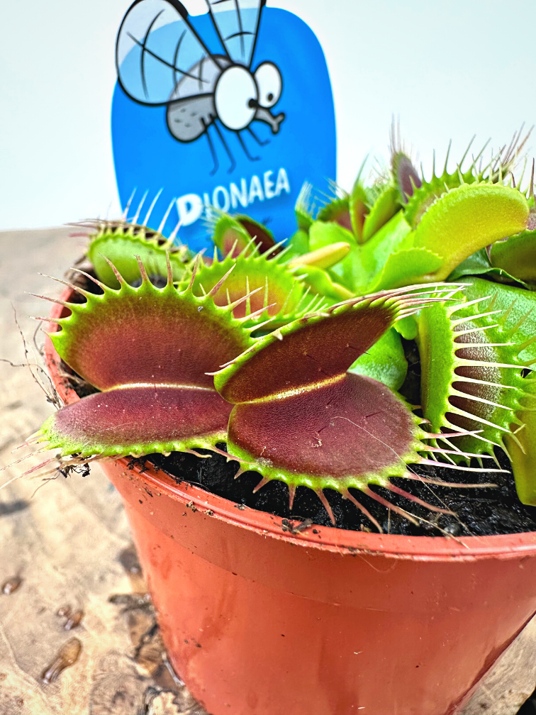 Venus flytrap "Flexx" | ø 8,5 cm x ↕ 10 cm