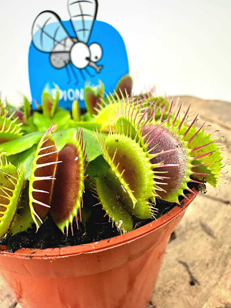 Venus flytrap "Flexx" | ø 8,5 cm x ↕ 10 cm