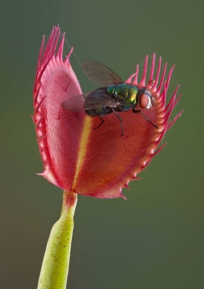 Venus flytrap "Flexx" | ø 8,5 cm x ↕ 10 cm