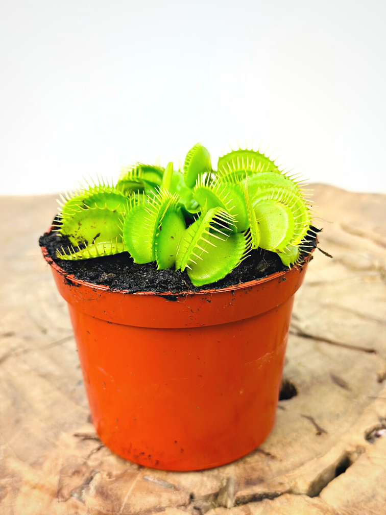 Dionaea Muscipula "Croc" |  ø 8,5 cm x ↕ 5 cm
