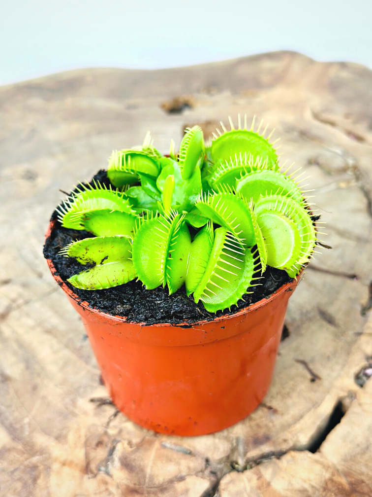 Dionaea Muscipula (Venus flytrap) "Croc" |  ø 8,5 cm x ↕ 5 cm