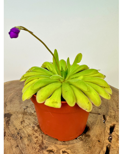 Pinguicula Anna - Stor