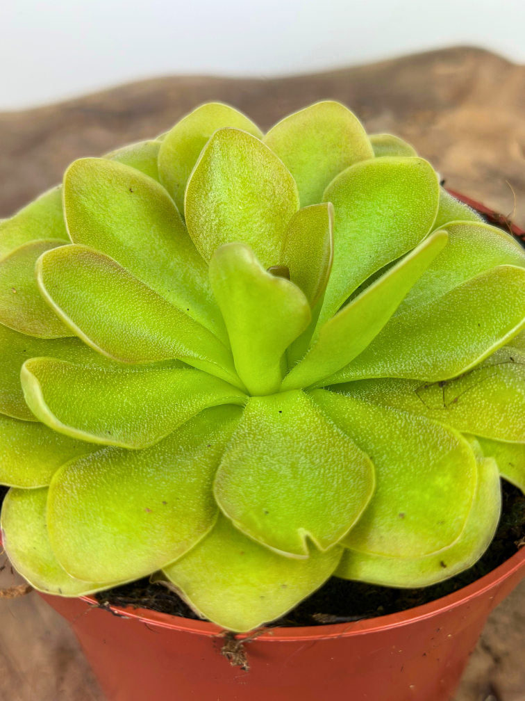 Pinguicula "Weser" - stor | ø 12 cm x ↕ 25 cm