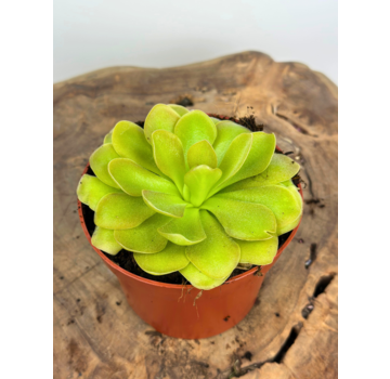 Pinguicula "Weser" - grande | ø 12 cm x ↕ 25 cm