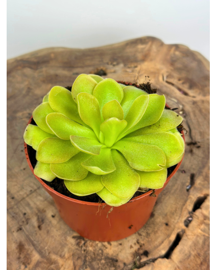 Pinguicula "Weser" - grande | ø 12 cm x ↕ 25 cm