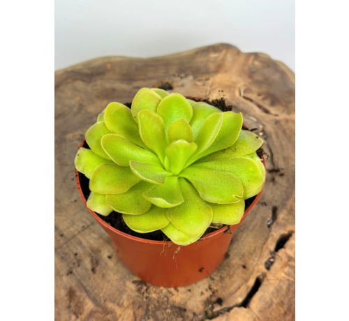 Pinguicula "Weser" - grande | ø 12 cm x ↕ 25 cm