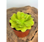 Pinguicula "Weser" - stor | ø 12 cm x ↕ 25 cm