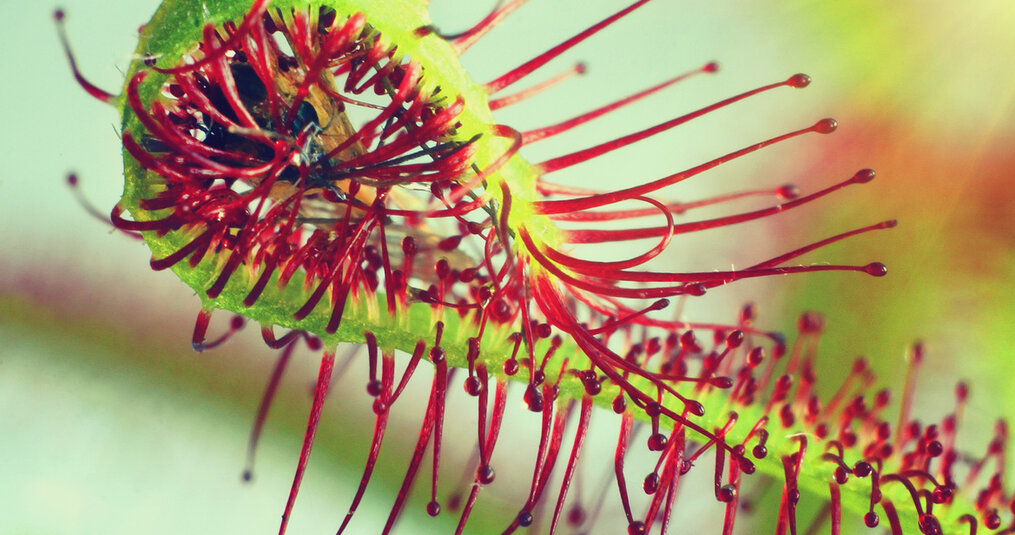 7 tips to care for your carnivorous plants sustainably