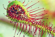 7 tips to care for your carnivorous plants sustainably