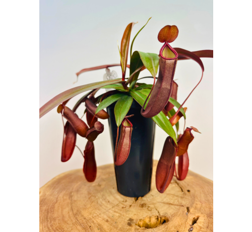 Planta de copa "Rebecca Soper" - grande | ø 12 cm x ↕ 25 cm